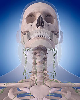 The lymphatic system - the neck