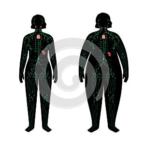 Lymphatic system in obese body