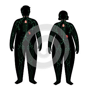 Lymphatic system in obese body