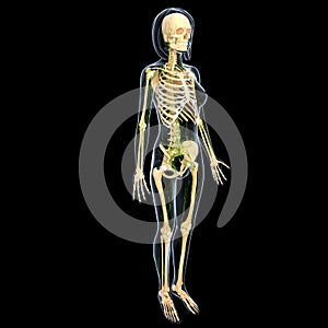 Lymphatic system of side view of female full body