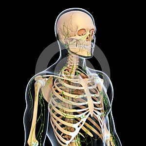 Lymphatic system with skeleton