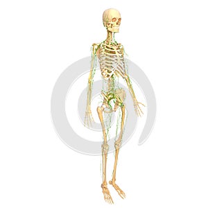 Lymphatic system with skeleton