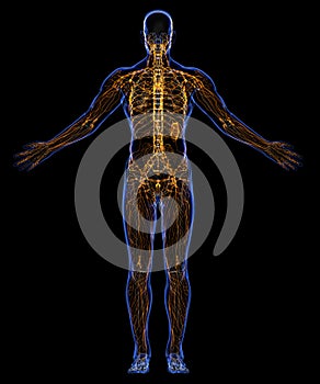 Lymphatic system and skeleton