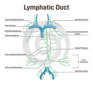 Lymphatic system. Structure of a human lymph node. Fluid exchange,