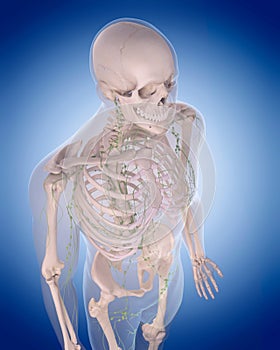 The lymphatic system - the thorax