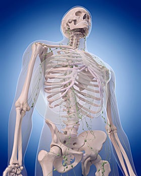 The lymphatic system - the thorax