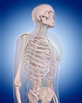 The lymphatic system - the thorax