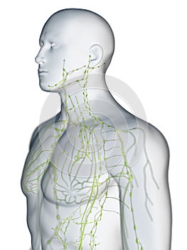 The lymphatic system of the upper body