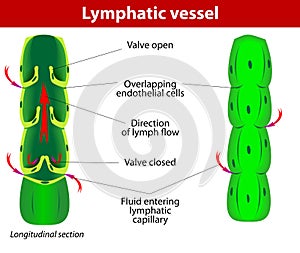 Lymphatic vessel