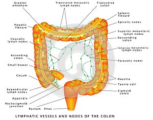 Lymphatic vessels