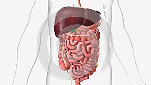 Lymphatics of abdomen and digestive system