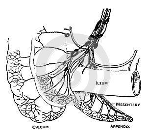 Lymphatics of the Caecum and Appendix, vintage illustration photo