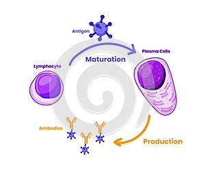 Lymphocyte maturation into the plasma cells illustration photo