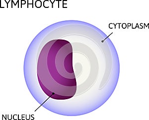 Lymphocyte, variety of white blood cells. Consist of  cytoplasm and nuclei photo