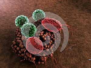 Lymphocytes attack colony of fungi