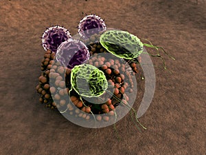 Lymphocytes attack colony of fungi