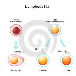 Lymphocytes. B cell and T-cell photo