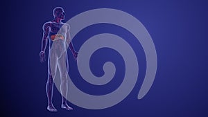 Lymphoma staging and prognosis medical animation