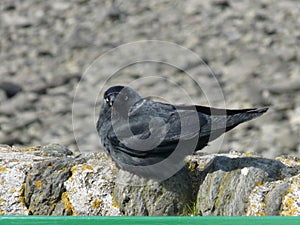 Lynmouth blue eyed jackdaw, England, UK.