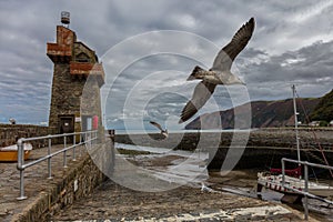 Lynmouth Harbor. A seagull flies in front of a tower.