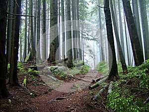 Lynn Peak Trail in Lynn Headwaters Regional Park