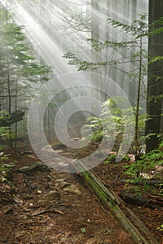 Lynn Peak trail with Sun Ray