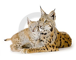 Lynx (2 years) and her cub