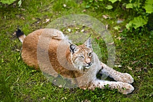 Lynx