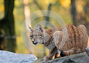 Lynx