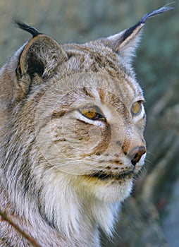 Lynx