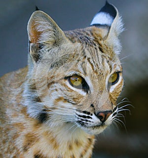 Lynx