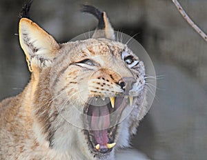 Lynx