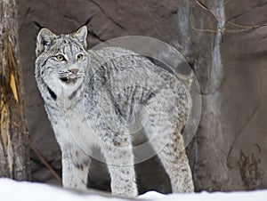 Lynx