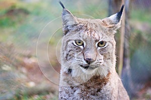 Lynx