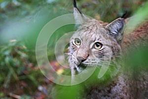 Lynx