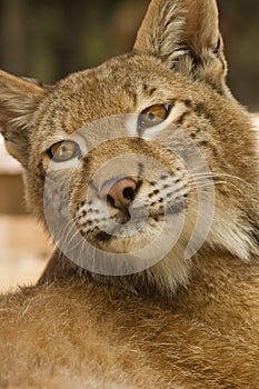 Lynx