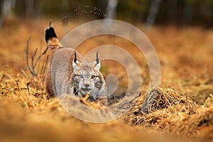 Lynx in autumn forest. Wildlife scene from nature. Walking Eurasian lynx, animal behaviour in habitat. Wild cat from Germany. Wild
