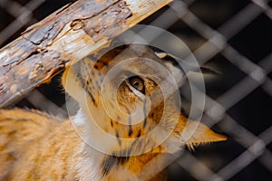 Lynx behind bars in the zoo.