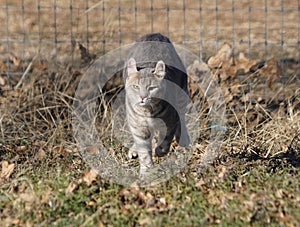 A Lynx Bengal mix cat running in a field.