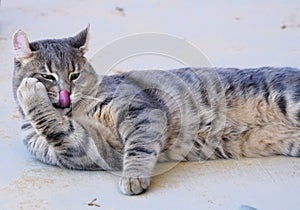 A Lynx Bengal mix kitten grooming himself.