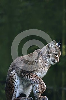 Lynx in Bialowieza National Park