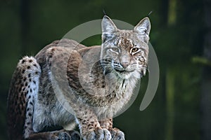 Lynx in Bialowieza National Park