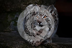 Lynx is a big wild cat ironically looking, dark background