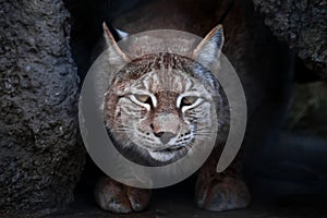 Lynx is a big wild cat ironically looking, dark background photo