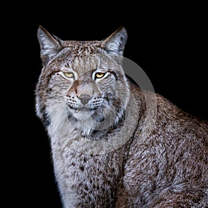 Lynx with a black background