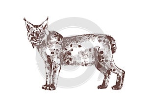 Lynx or bobcat hand drawn with contour lines on white background. Monochrome sketch drawing of feline carnivorous animal