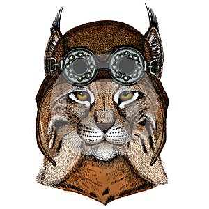 Lynx, bobcat, trot portrait. Head of wild cat. Animal face. Aviator flying leather helmet with googles.