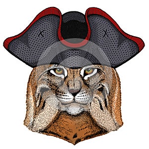 Lynx, bobcat, trot portrait. Head of wild cat. Animal face. Cocked hat.