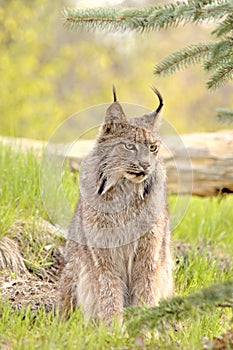 Lynx canadensis - looking right