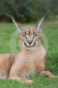 Lynx or Caracal Wild Cat photo